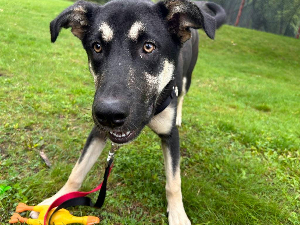 Jeff, a 7 months old Black Male German Shepherd Dog