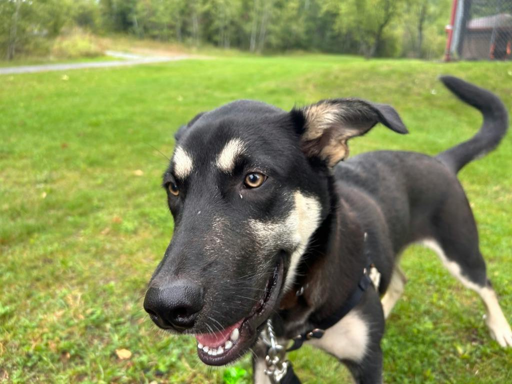 Jeff, a 7 months old Black Male German Shepherd Dog