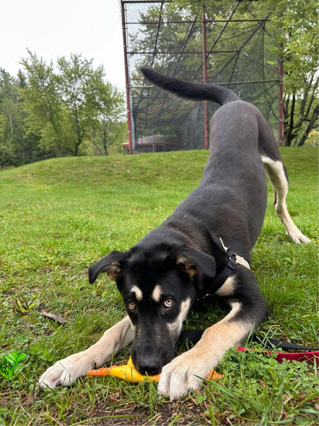Jeff, a 7 months old Black Male German Shepherd Dog