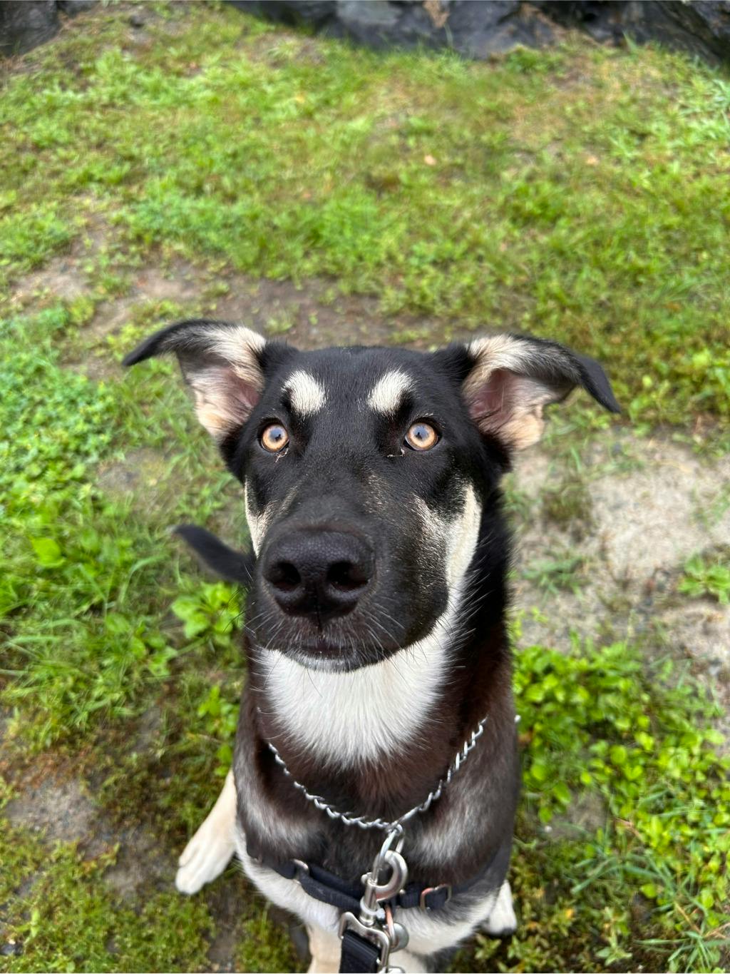 Jeff, a 7 months old Black Male German Shepherd Dog