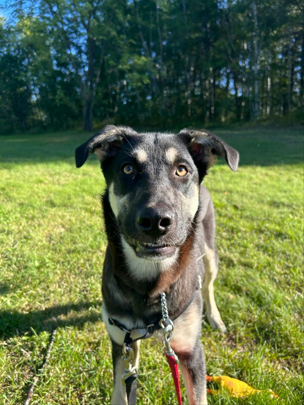 Jeff, a 7 months old Black Male German Shepherd Dog