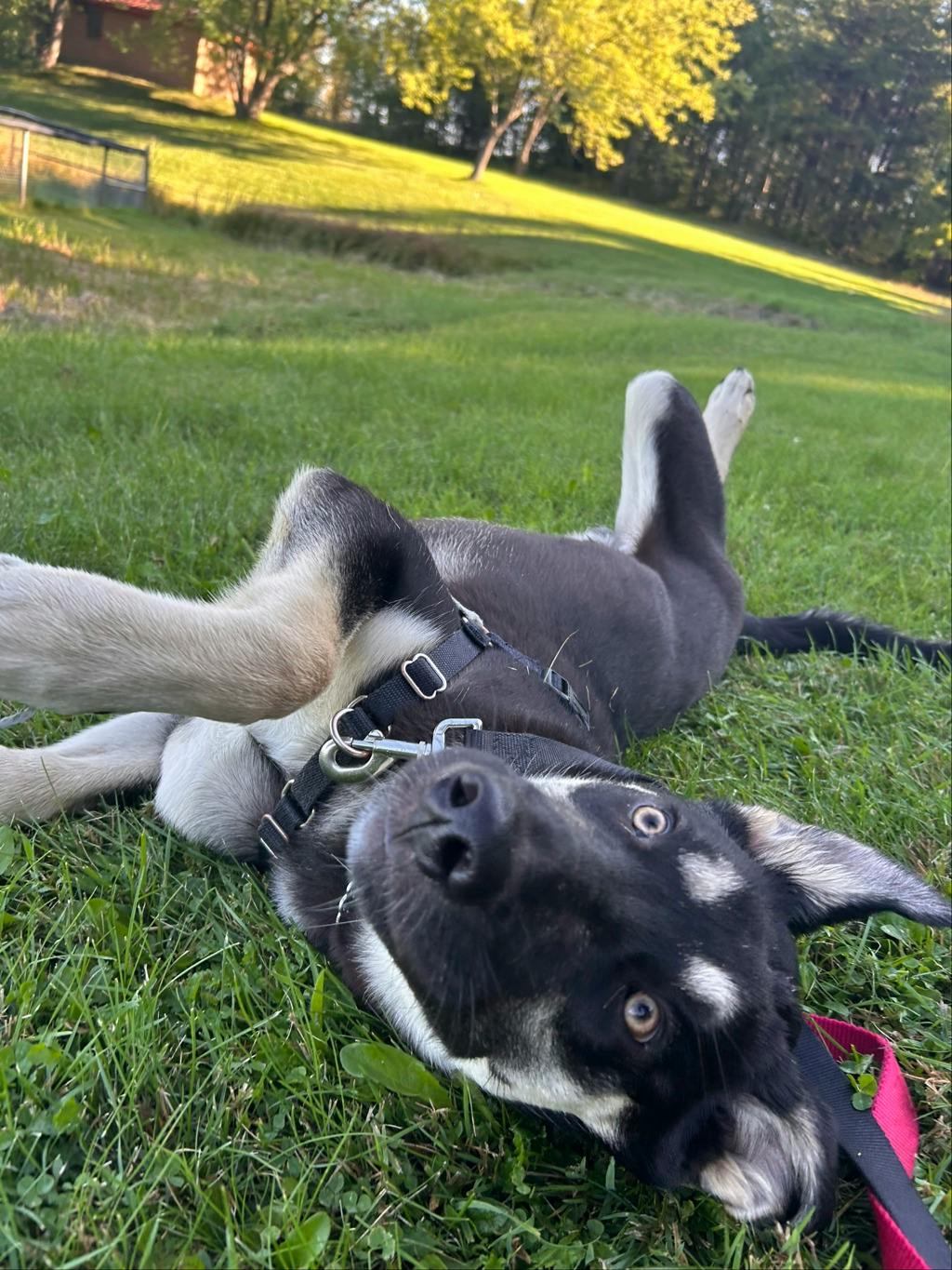 Jeff, a 7 months old Black Male German Shepherd Dog