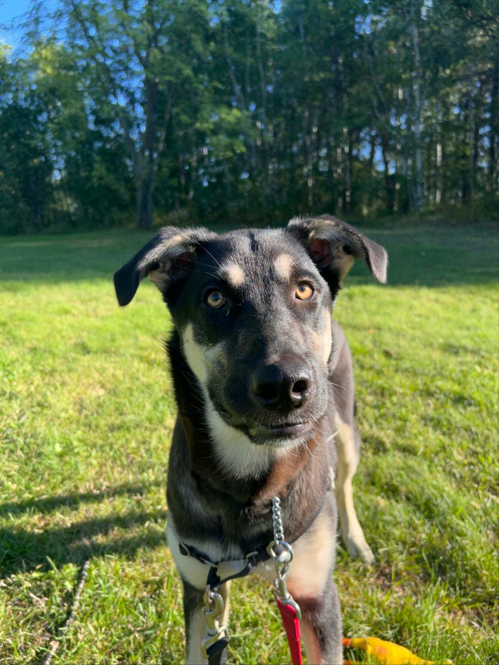 Jeff, a 7 months old Black Male German Shepherd Dog