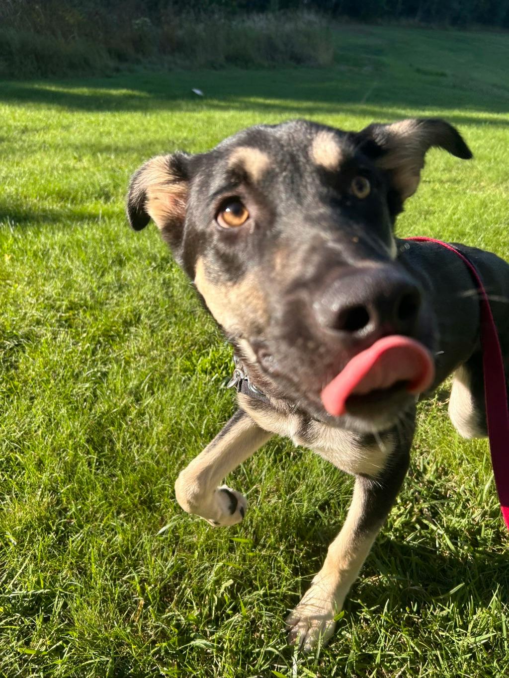 Jeff, a 7 months old Black Male German Shepherd Dog