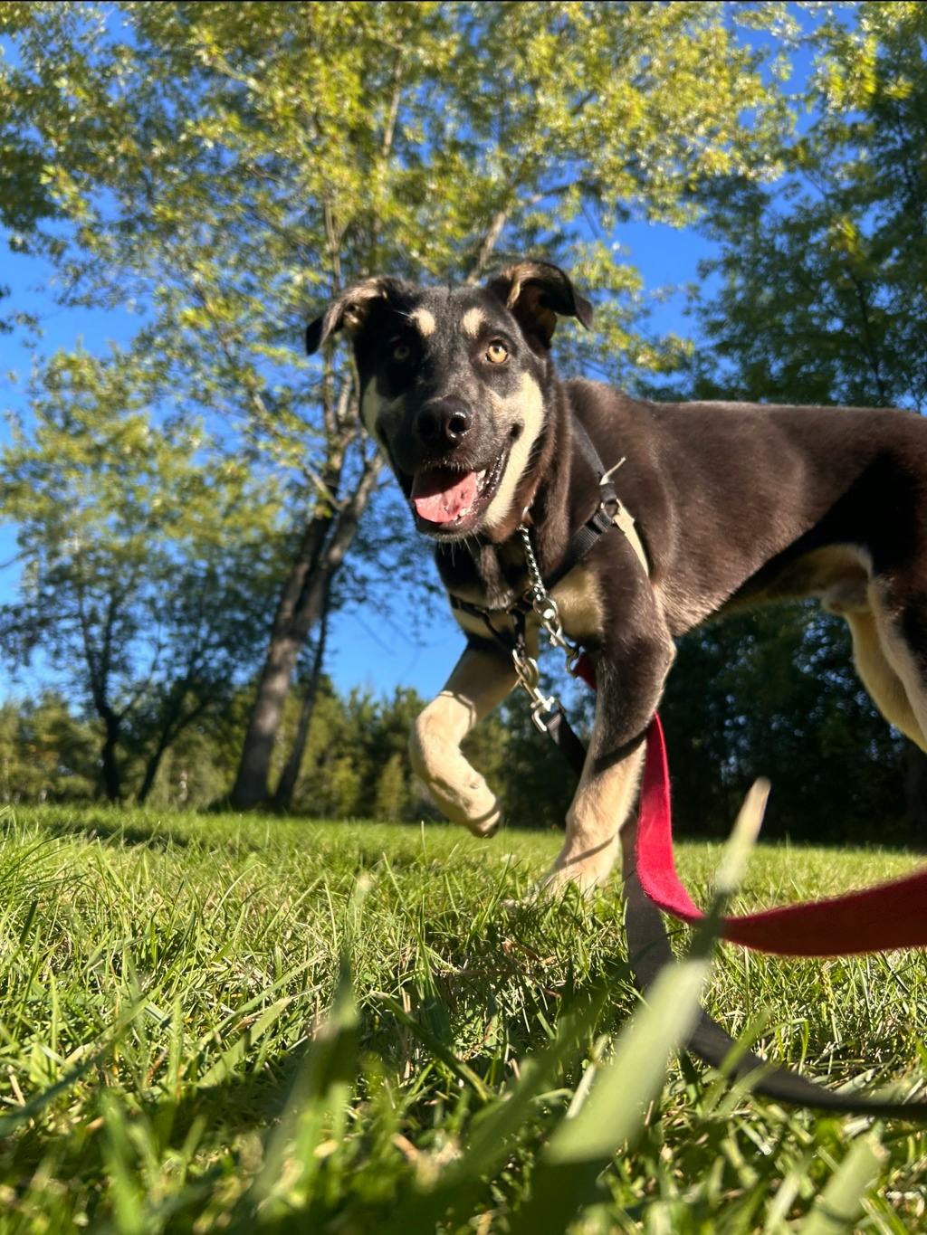 Jeff, a 7 months old Black Male German Shepherd Dog