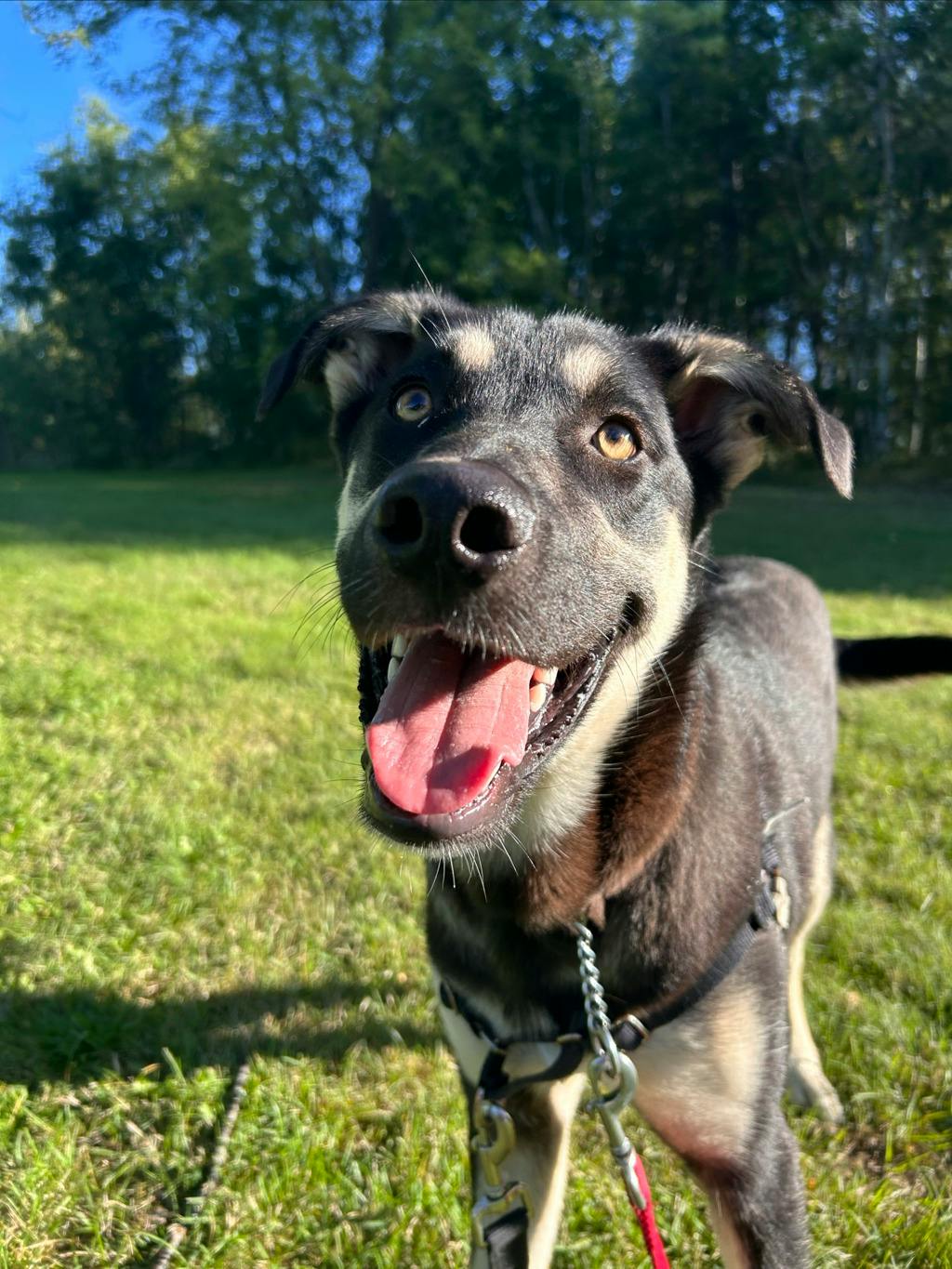 Jeff, a 7 months old Black Male German Shepherd Dog