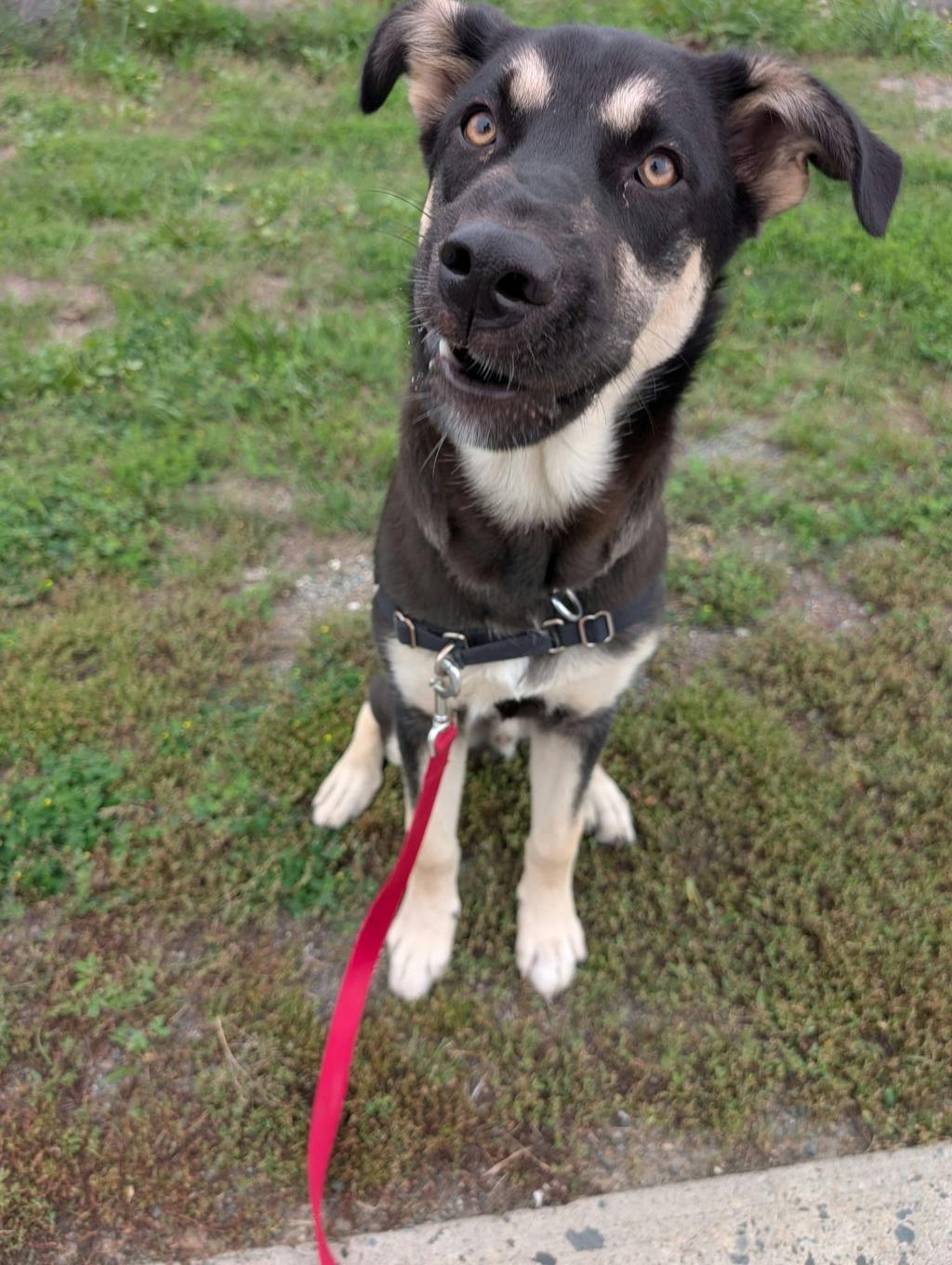 Jeff, a 7 months old Black Male German Shepherd Dog