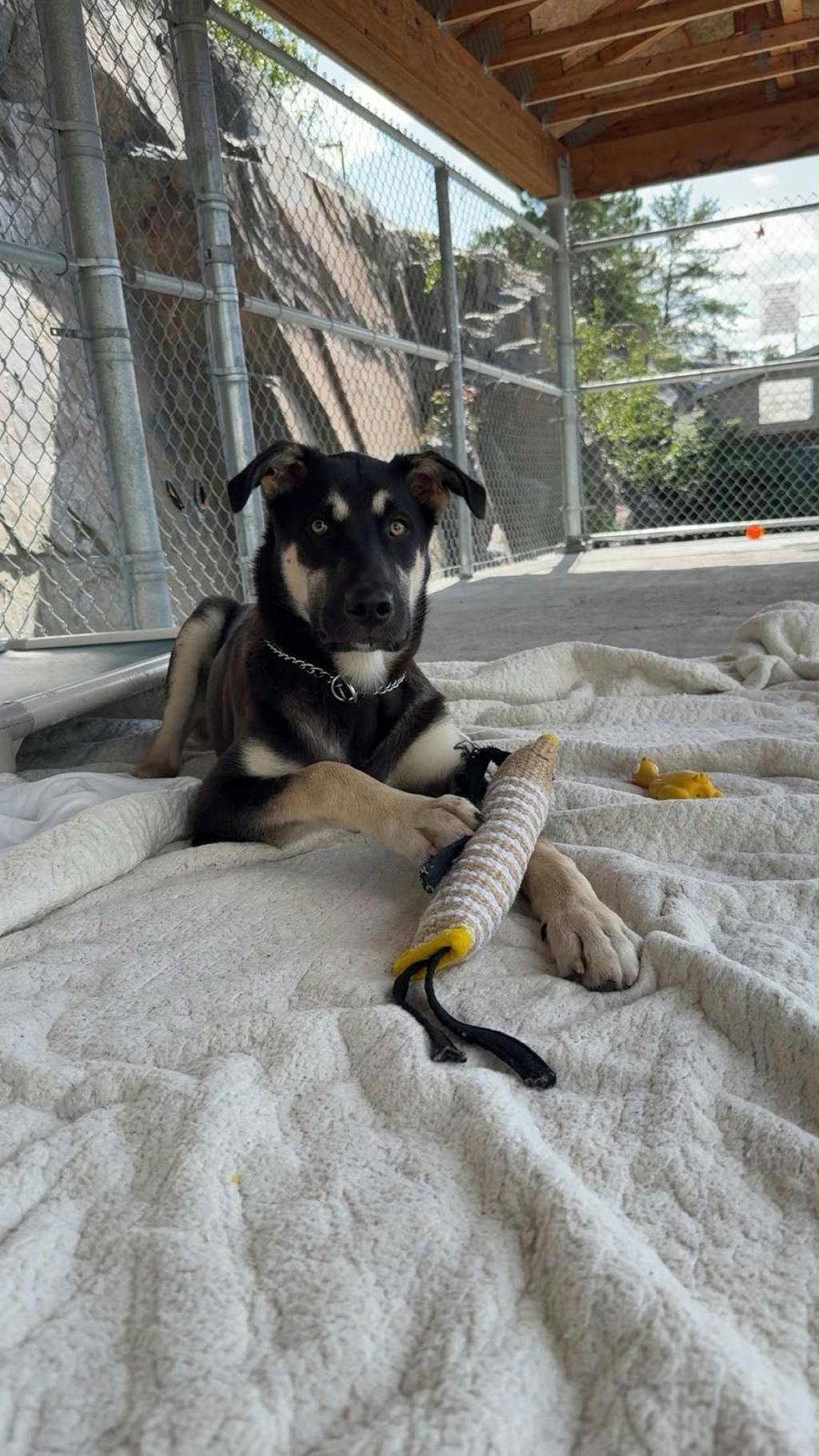 Jeff, a 7 months old Black Male German Shepherd Dog