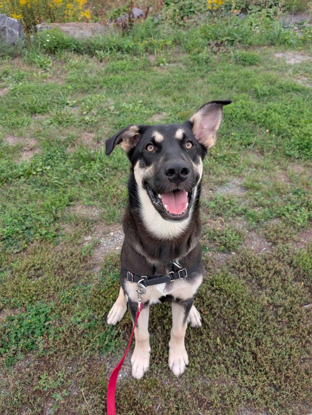 Jeff, a 7 months old Black Male German Shepherd Dog