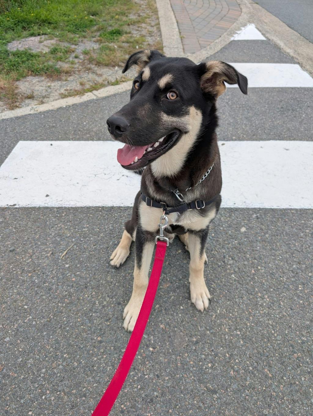 Jeff, a 7 months old Black Male German Shepherd Dog