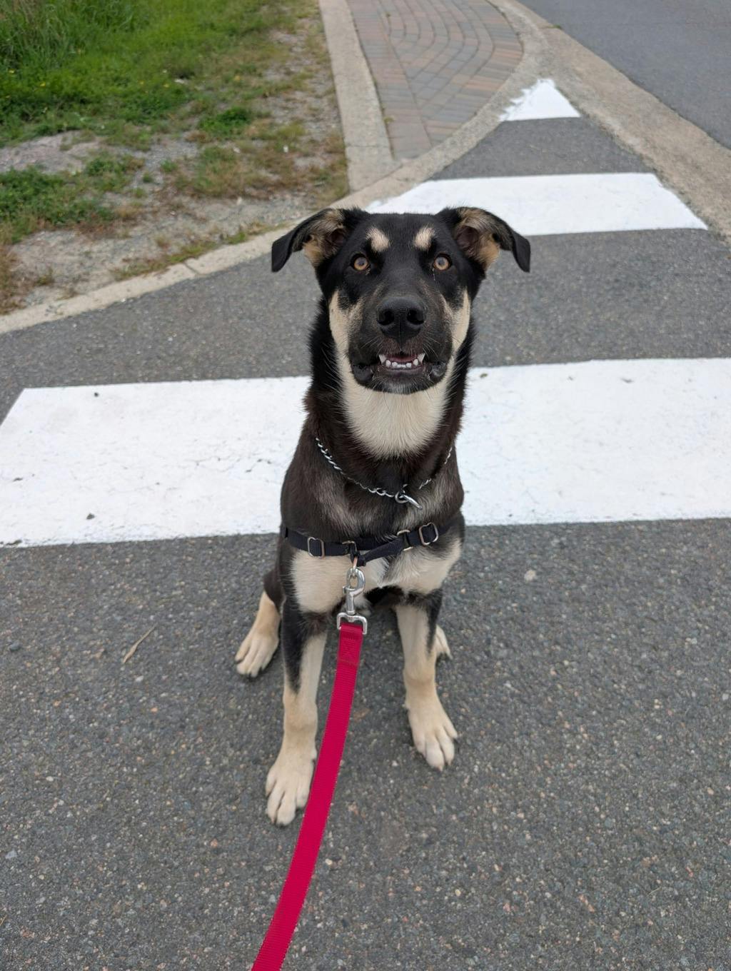 Jeff, a 7 months old Black Male German Shepherd Dog