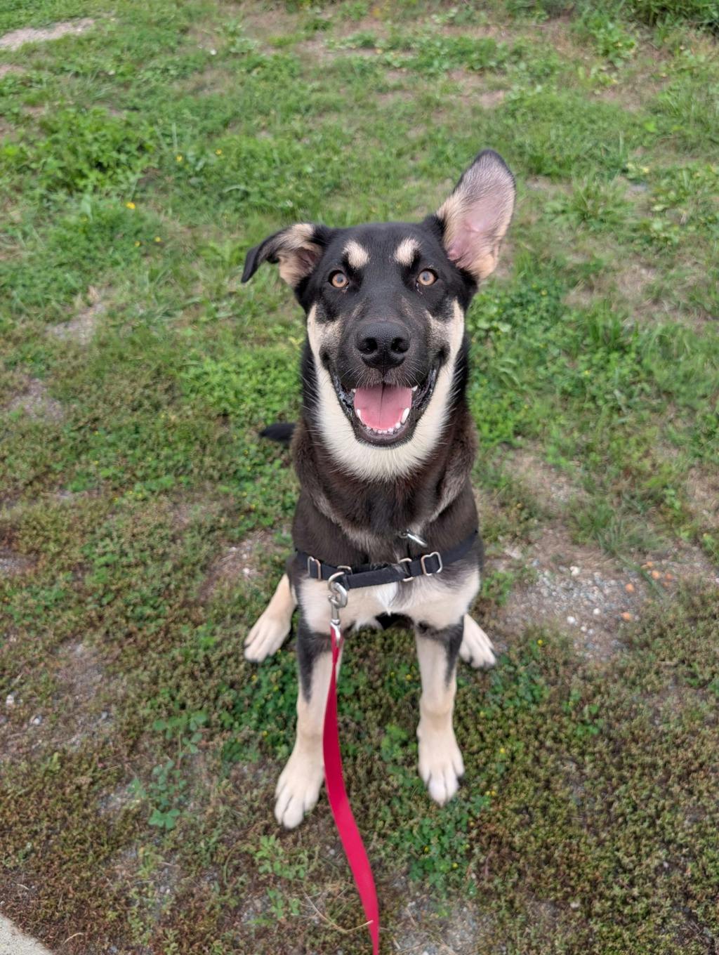 Jeff, a 7 months old Black Male German Shepherd Dog