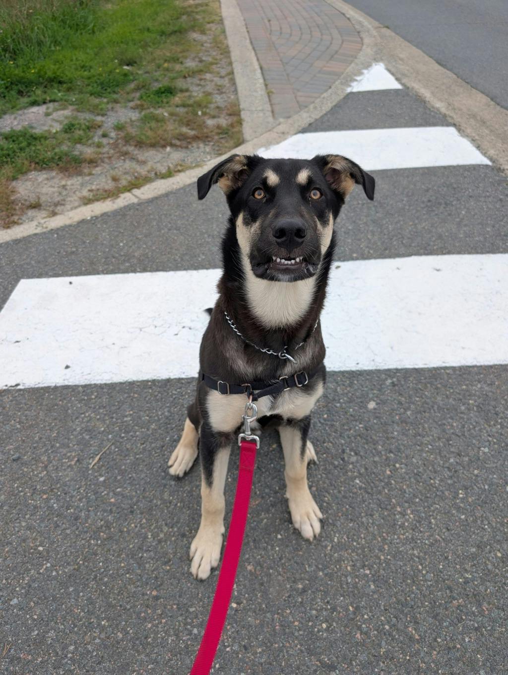 Jeff, a 7 months old Black Male German Shepherd Dog