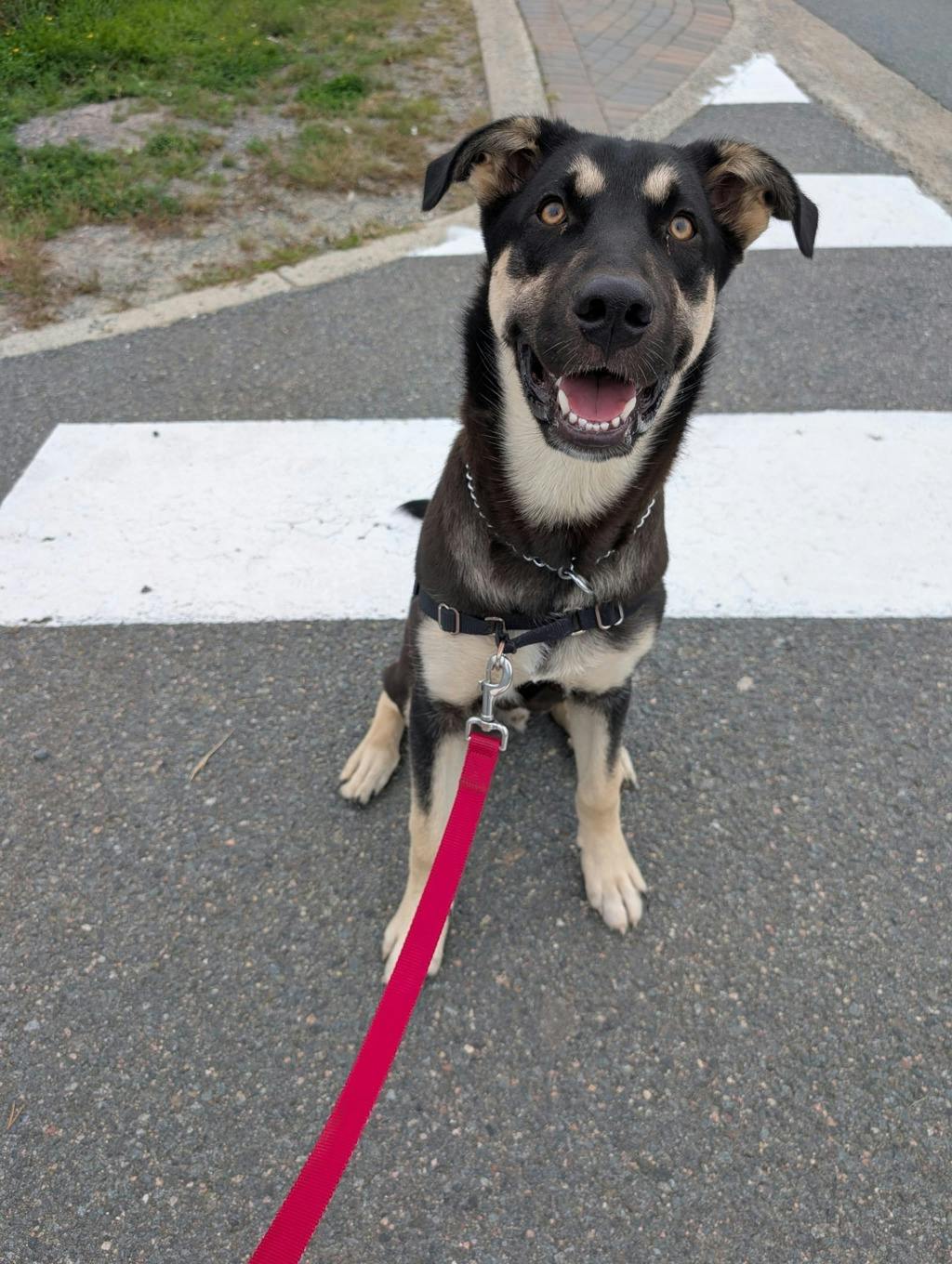Jeff, a 7 months old Black Male German Shepherd Dog
