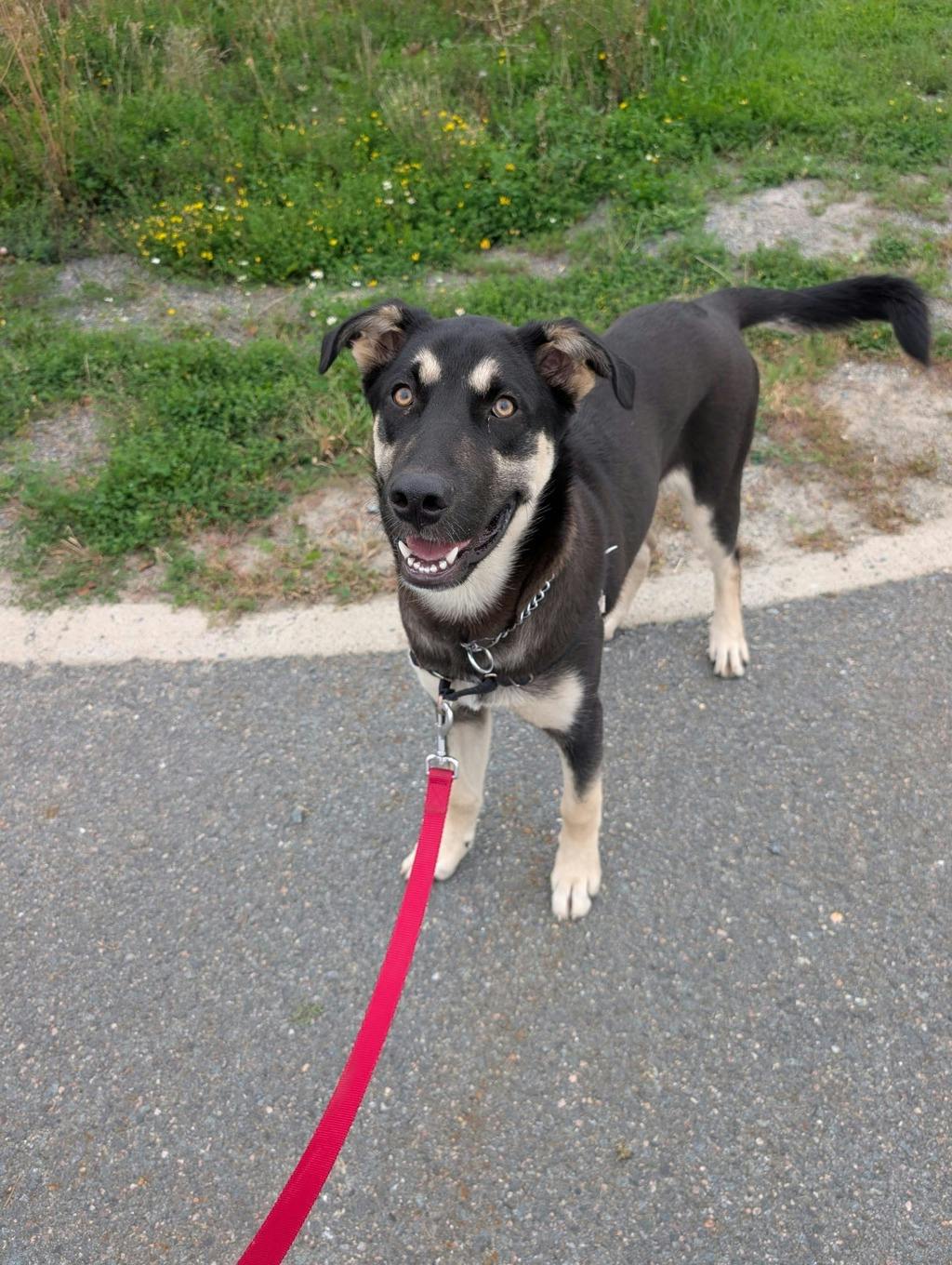 Jeff, a 7 months old Black Male German Shepherd Dog