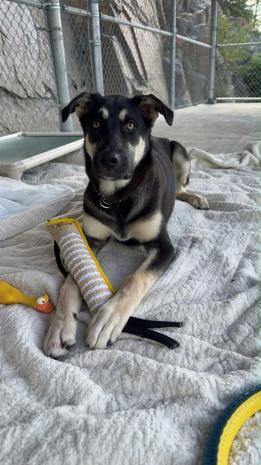 Jeff, a 7 months old Black Male German Shepherd Dog