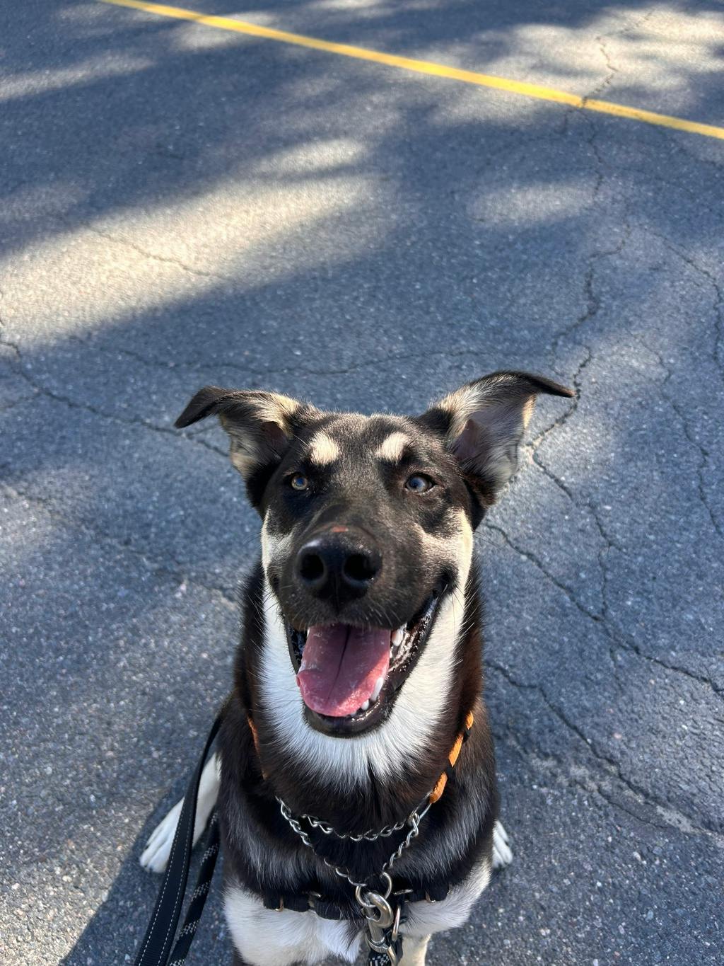 Jeffrey, a 8 months old Black Male German Shepherd Dog