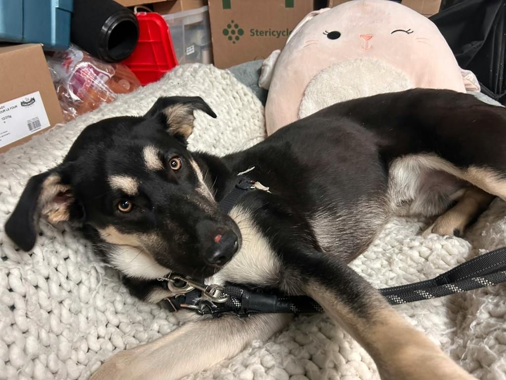 Jeffrey, a 8 months old Black Male German Shepherd Dog
