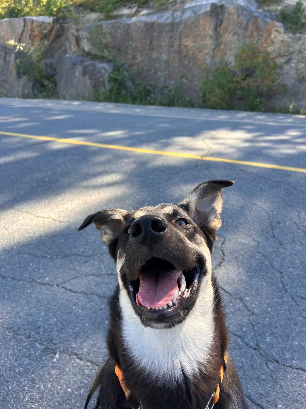 Jeffrey, a 8 months old Black Male German Shepherd Dog