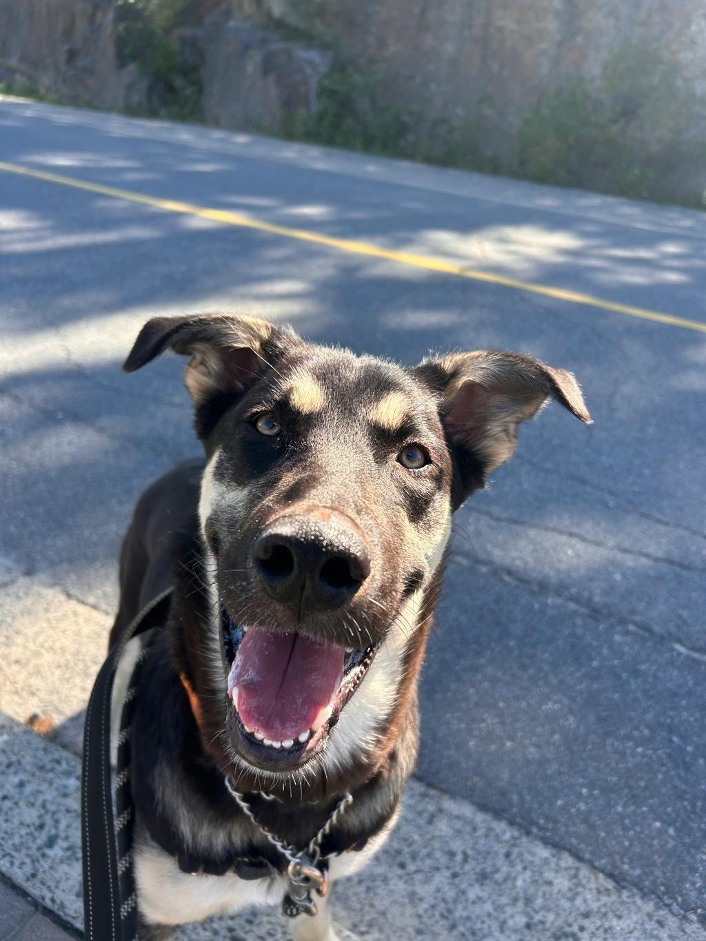Jeffrey, a 8 months old Black Male German Shepherd Dog