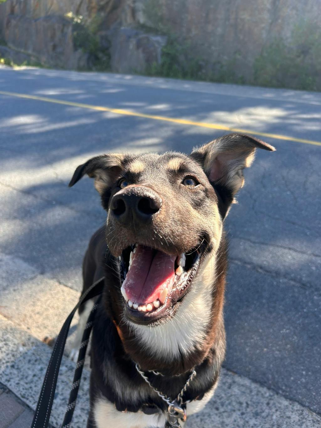 Jeffrey, a 8 months old Black Male German Shepherd Dog