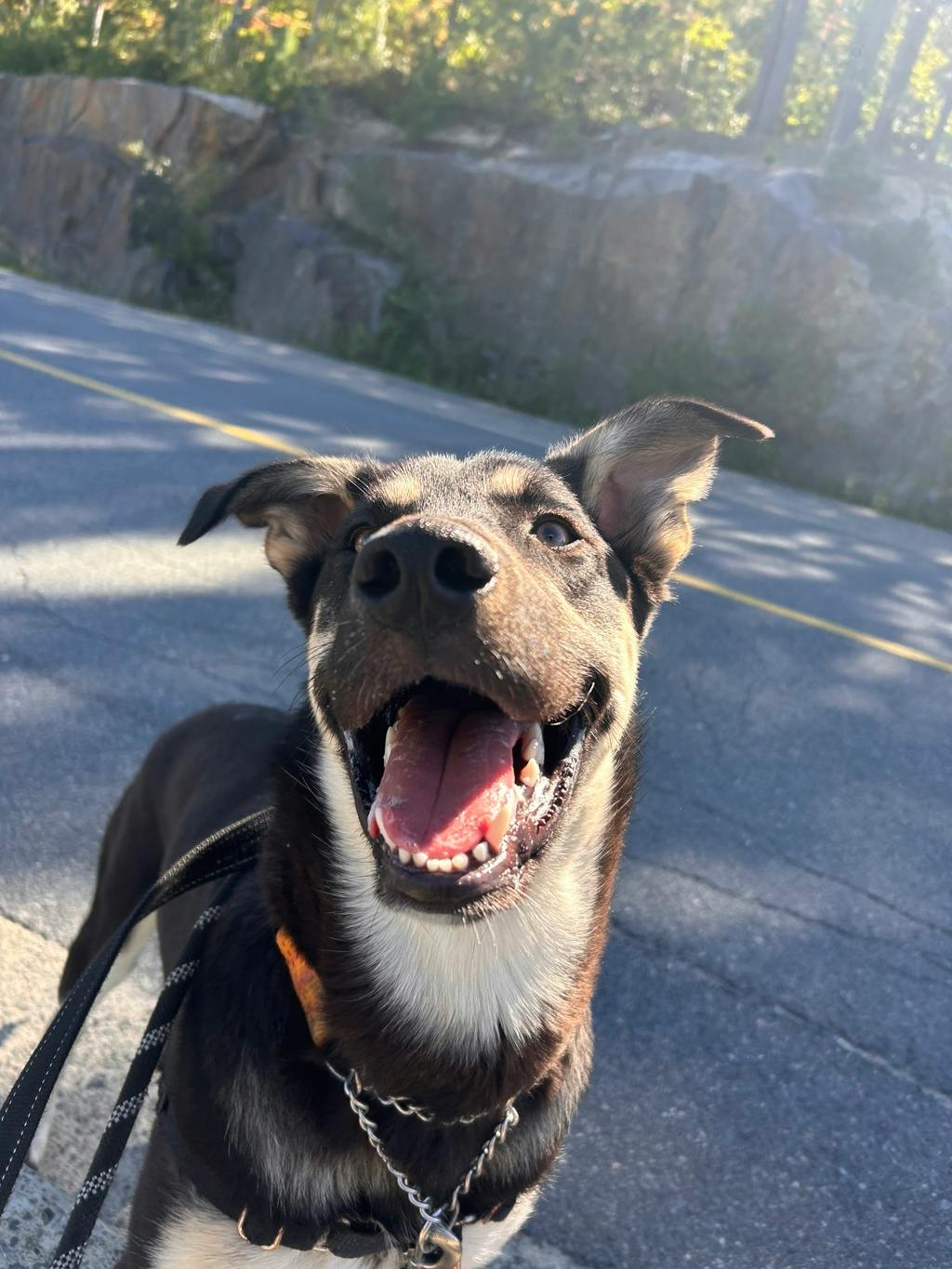 Jeffrey, a 8 months old Black Male German Shepherd Dog