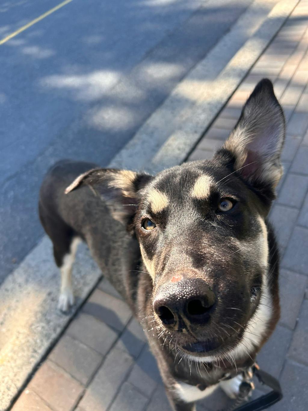Jeffrey, a 8 months old Black Male German Shepherd Dog