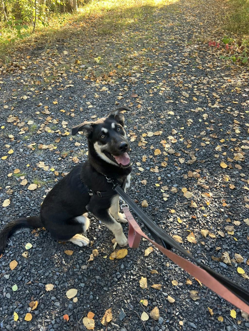 Jeffrey, a 8 months old Black Male German Shepherd Dog