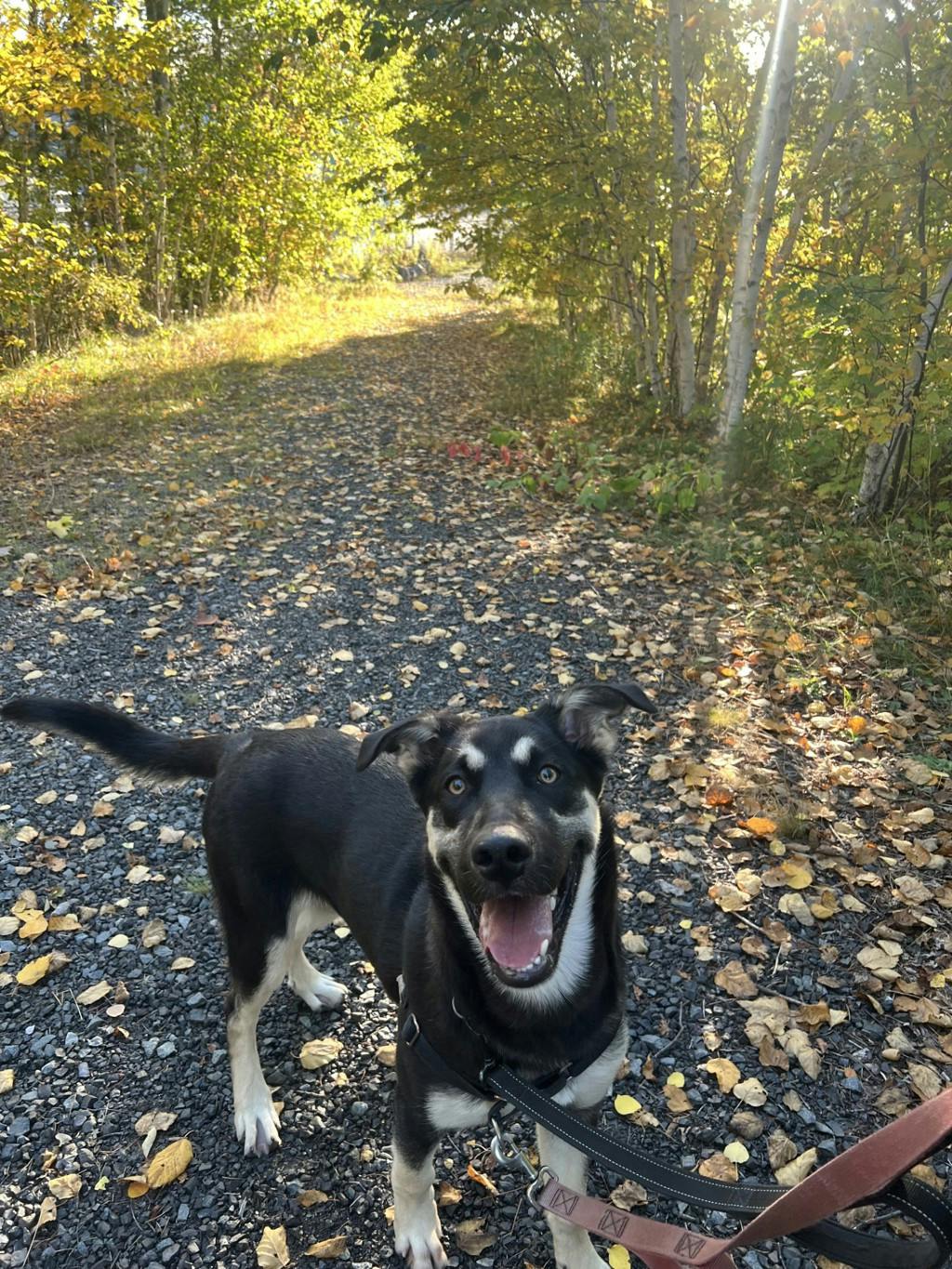 Jeffrey, a 8 months old Black Male German Shepherd Dog