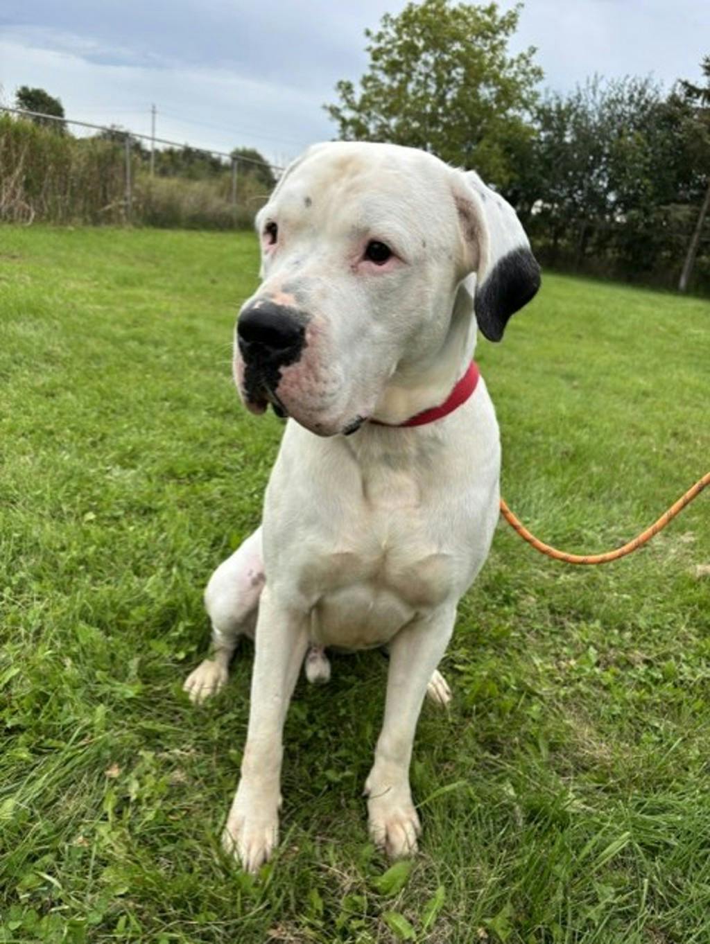 Rio, a 2 years and 3 months old White Male Argentine Dogo Dog