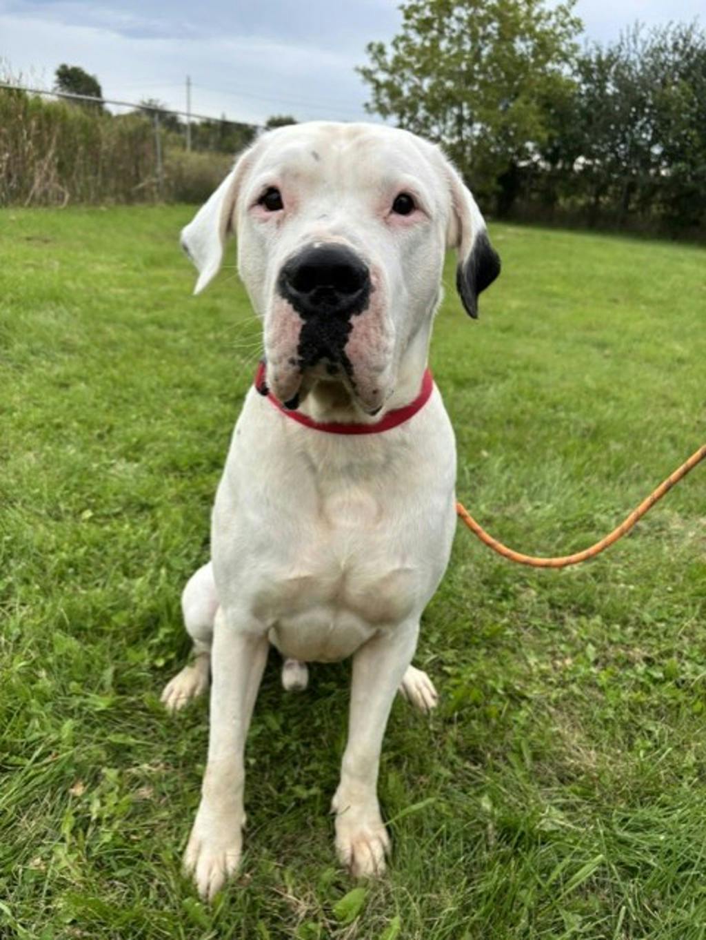 Rio, a 2 years and 3 months old White Male Argentine Dogo Dog