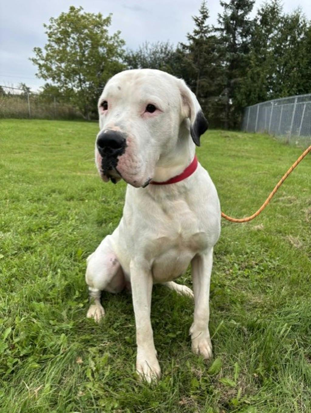 Rio, a 2 years and 3 months old White Male Argentine Dogo Dog