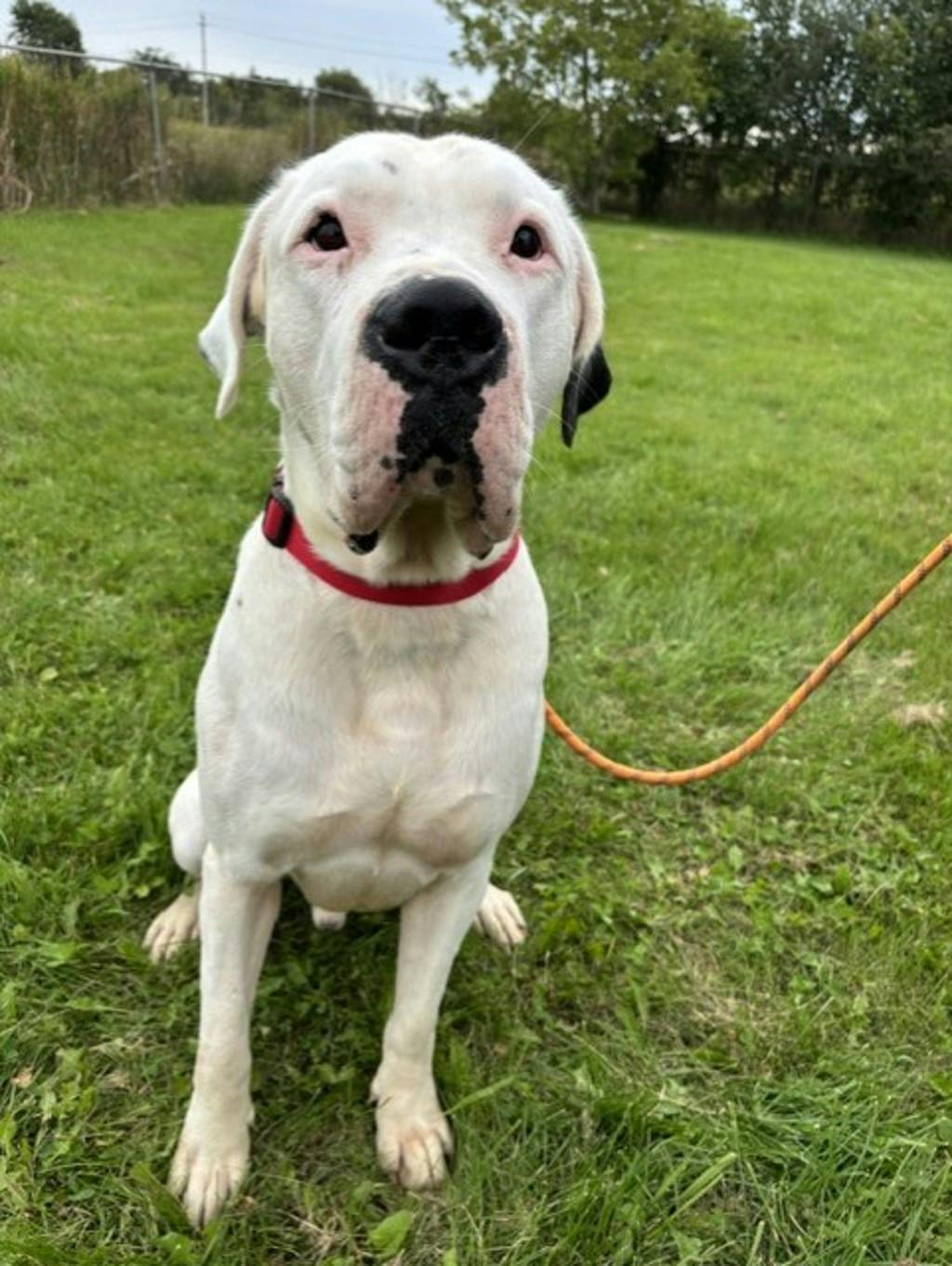 Rio, a 2 years and 3 months old White Male Argentine Dogo Dog