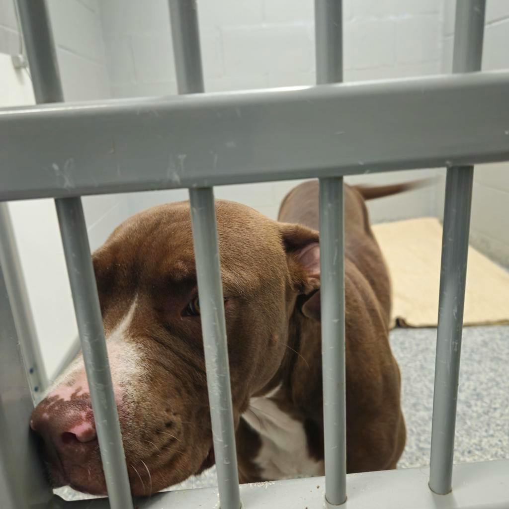Wiggles, a 7 months old Brown Female Mixed Breed, Large (over 44 lbs fully grown) Dog