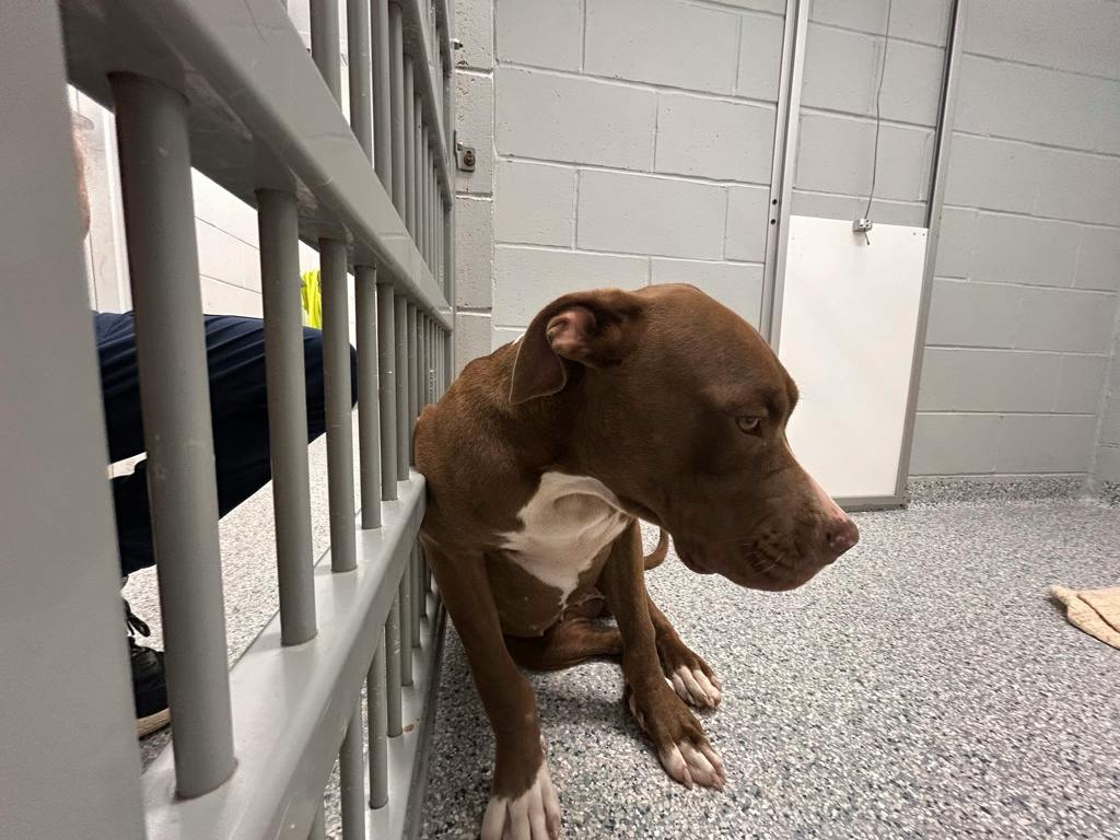 Wiggles, a 7 months old Brown Female Mixed Breed, Large (over 44 lbs fully grown) Dog