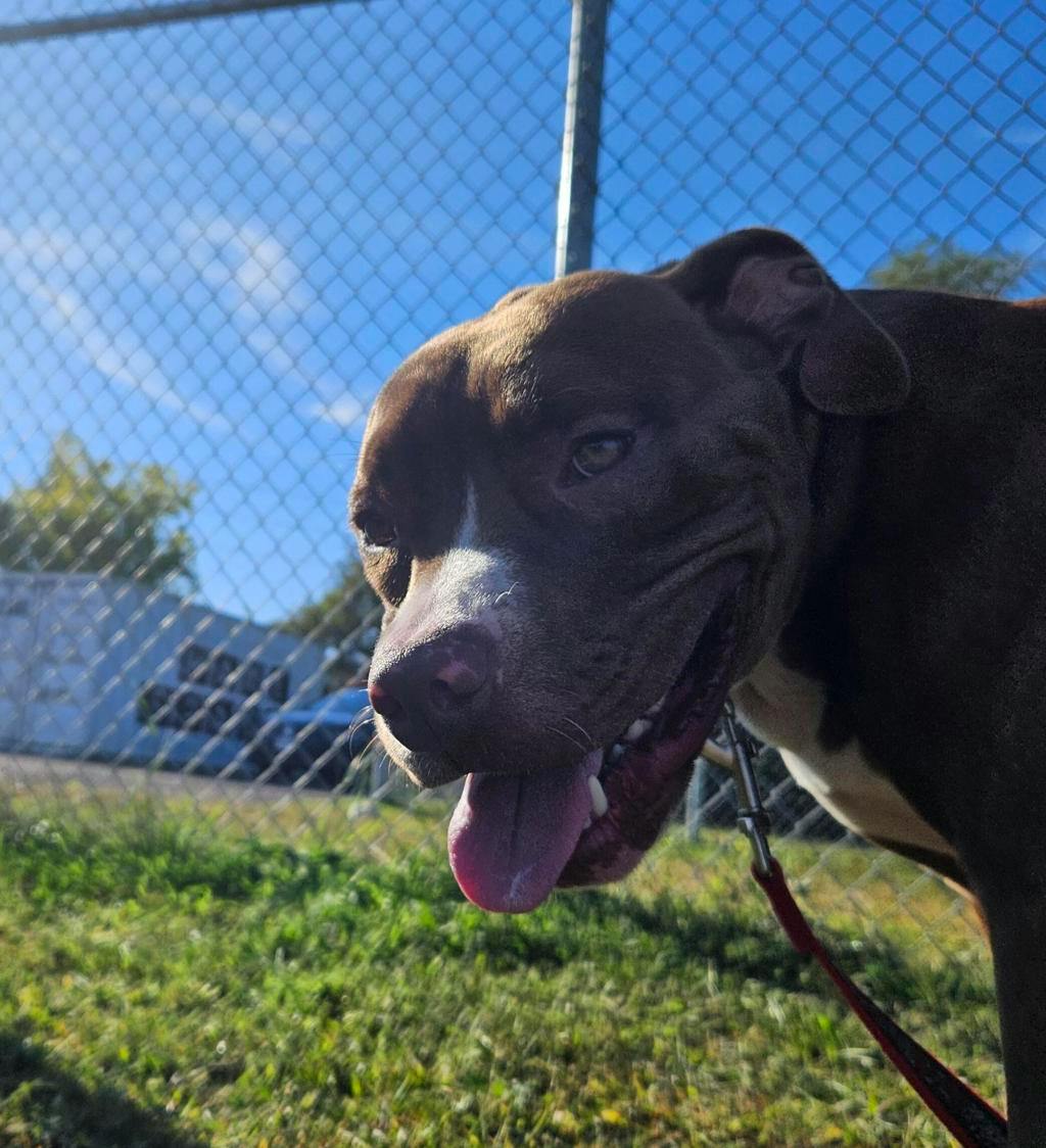 Wiggles, a 7 months old Brown Female Mixed Breed, Large (over 44 lbs fully grown) Dog