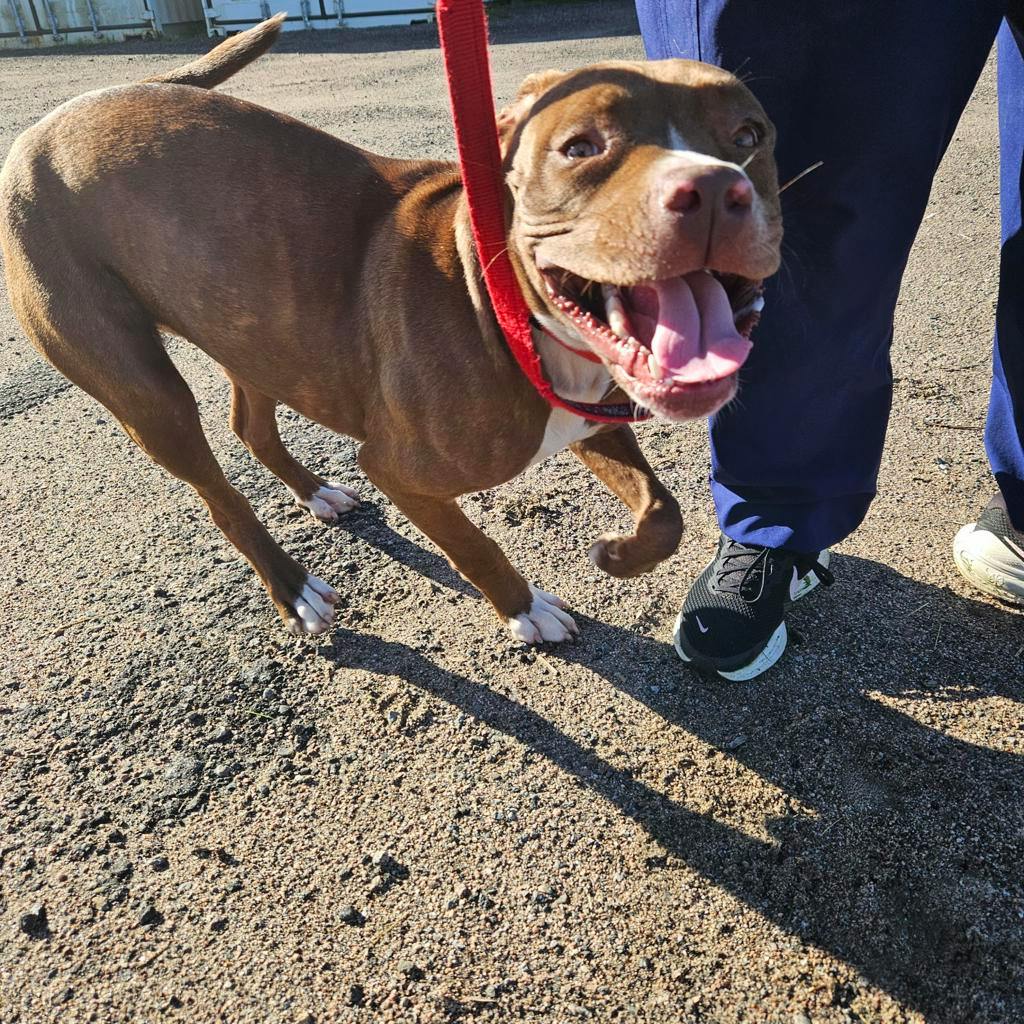 Wiggles, a 7 months old Brown Female Mixed Breed, Large (over 44 lbs fully grown) Dog