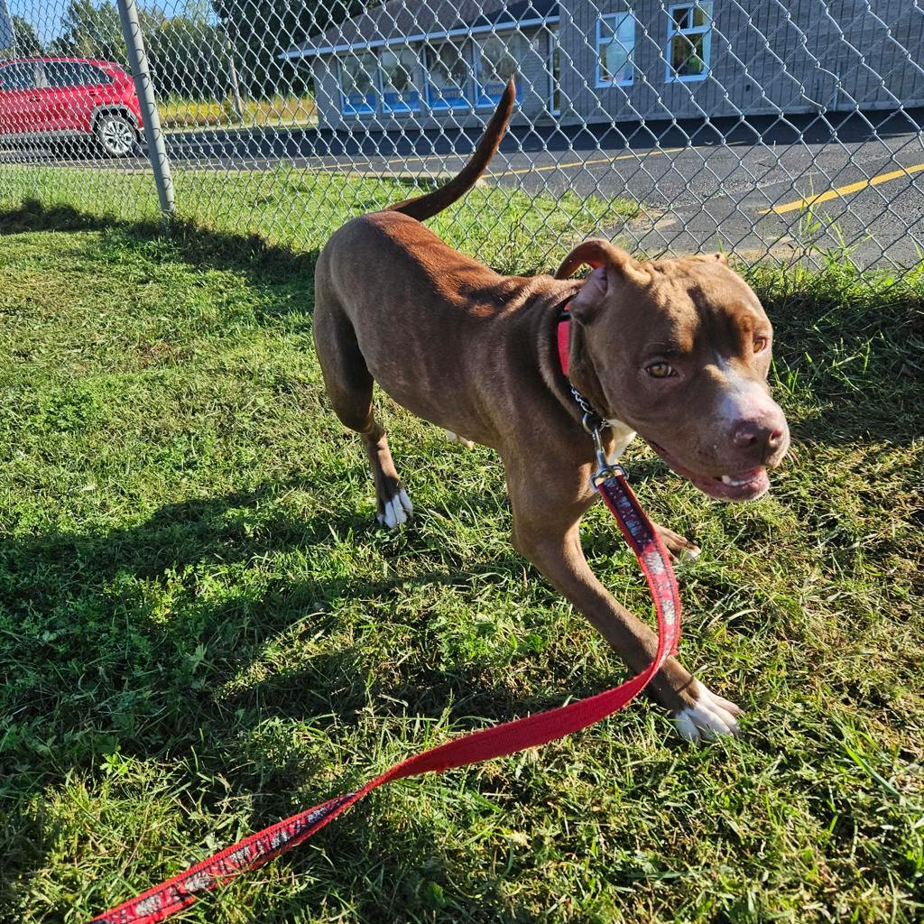Wiggles, a 7 months old Brown Female Mixed Breed, Large (over 44 lbs fully grown) Dog