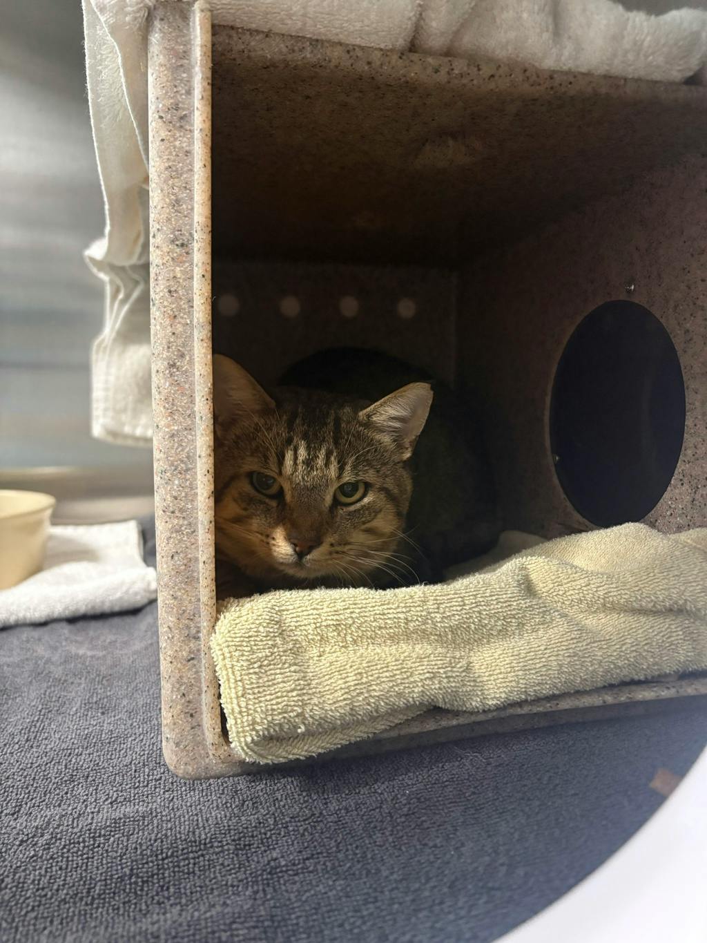 Garrett, a 5 years old Grey Male Domestic Short Hair Cat