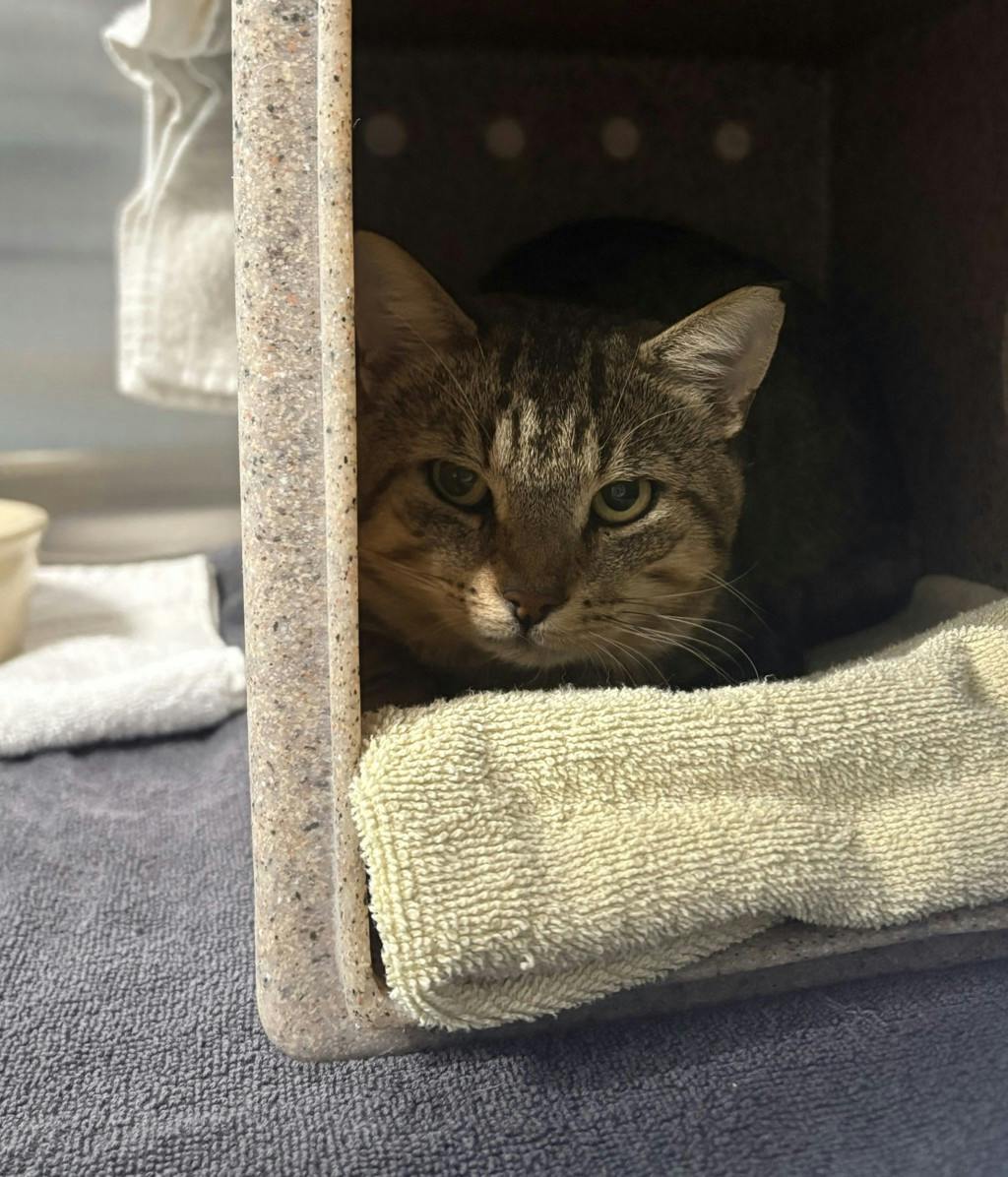 Garrett, a 5 years old Grey Male Domestic Short Hair Cat