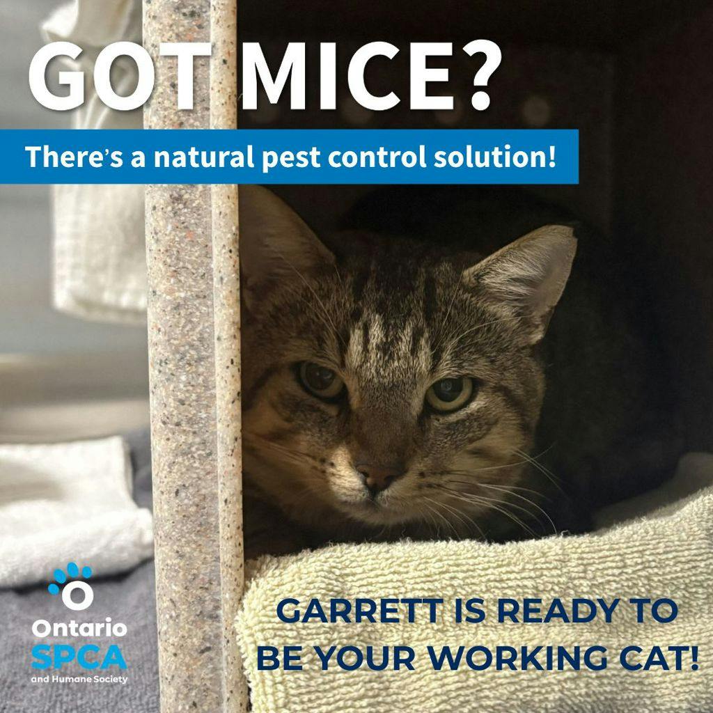 Garrett, a 5 years old Grey Male Domestic Short Hair Cat