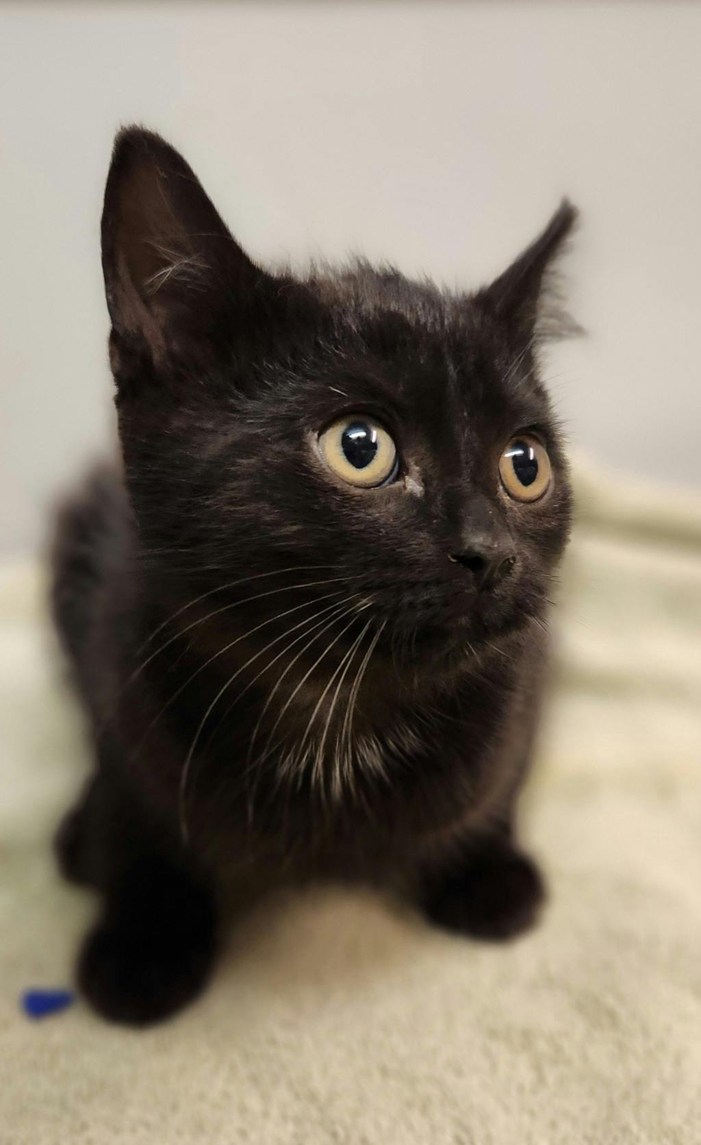 Anchovy, a 10 weeks old Black Male Domestic Short Hair Kitten
