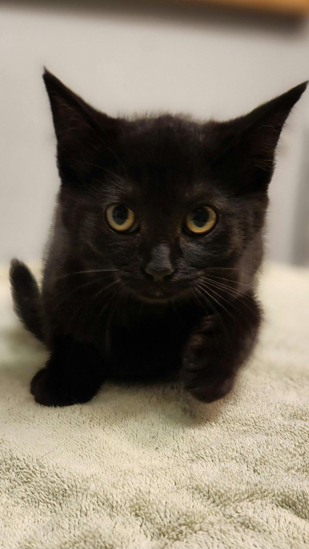 Olive, a 10 weeks old Black Female Domestic Short Hair Kitten