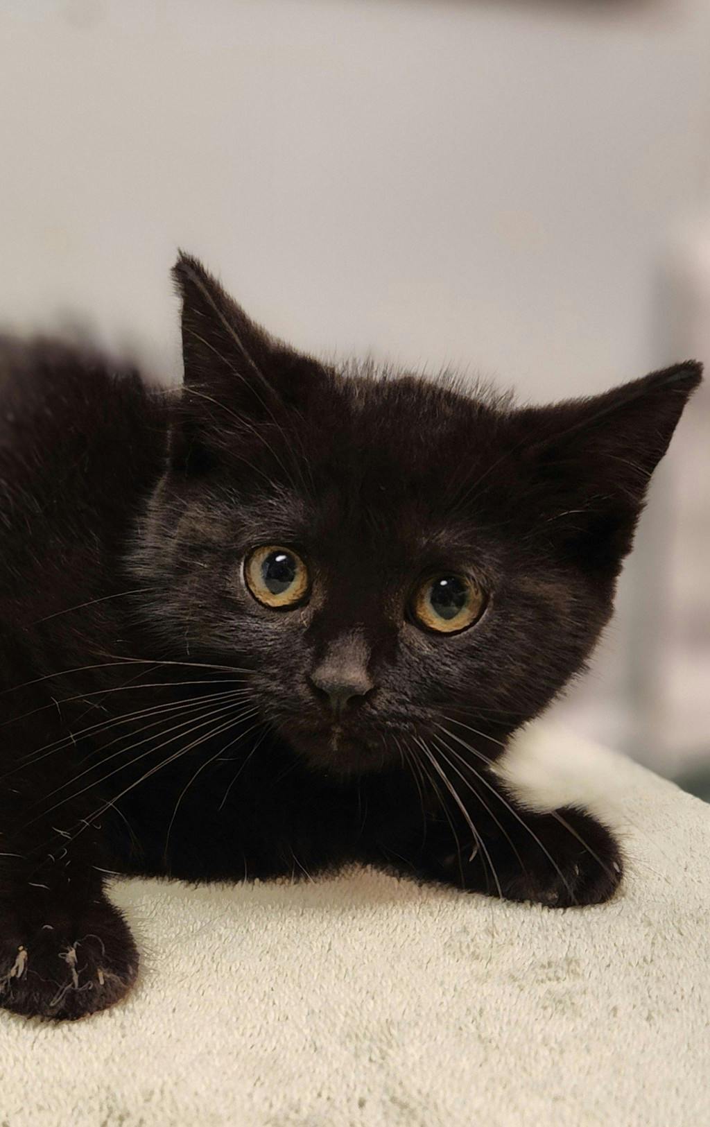 Clove, a 10 weeks old Black Female Domestic Short Hair Kitten