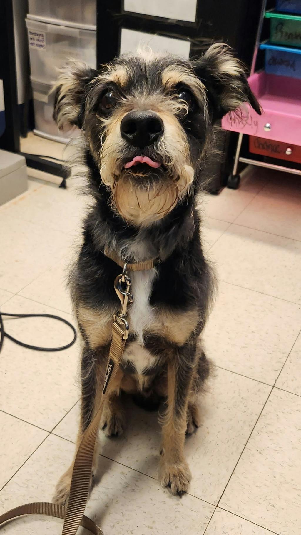 Riot, a 3 years old Tri Color Male Schnauzer, Miniature Dog
