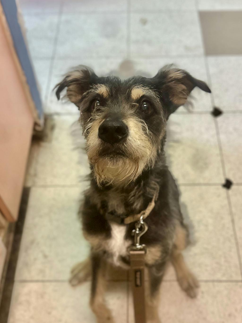 Riot, a 3 years old Tri Color Male Schnauzer, Miniature Dog
