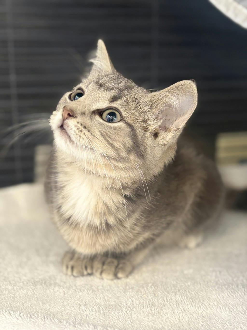 Lady, a 10 weeks old Grey Tabby Female Domestic Short Hair Kitten