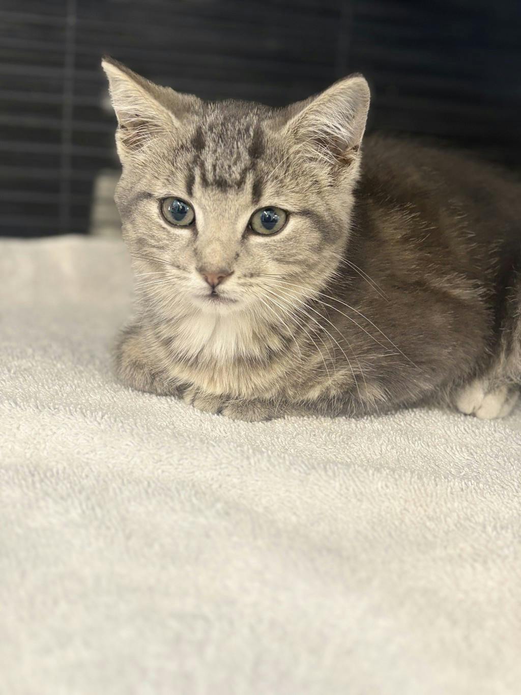Lady, a 10 weeks old Grey Tabby Female Domestic Short Hair Kitten