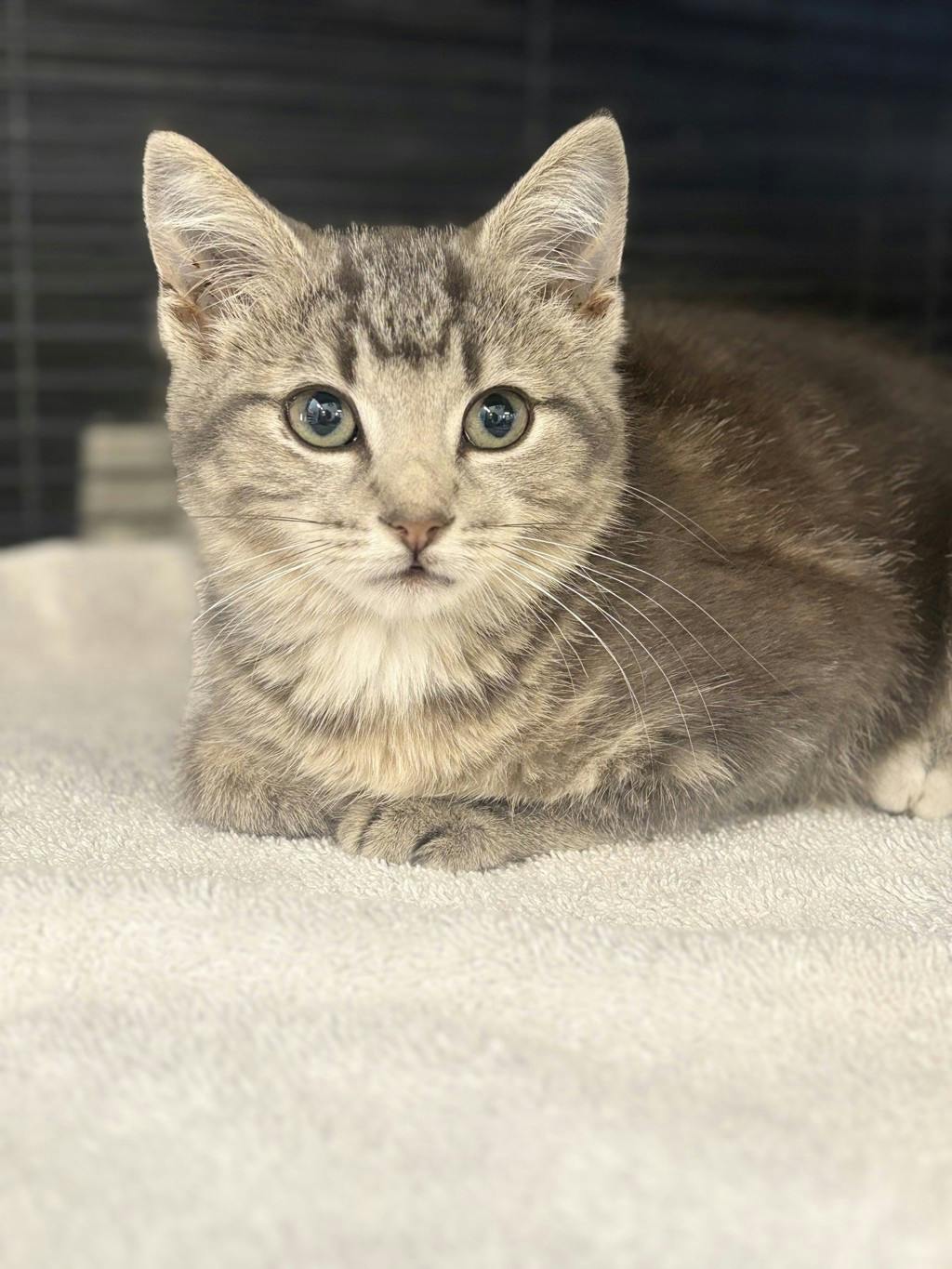 Lady, a 10 weeks old Grey Tabby Female Domestic Short Hair Kitten