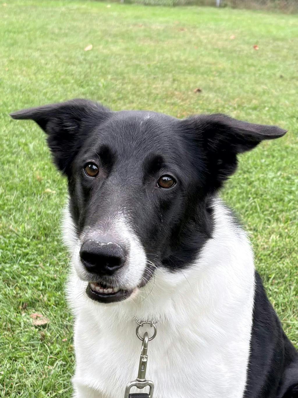 Mr President, a 4 years old Black Male Border Collie Dog